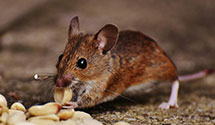 24 Hour & Emergency Exterminators in Oakland, IL